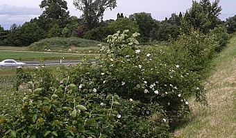 LAP für B3-Umfahrung, Begleitpflanzung in Entwicklung