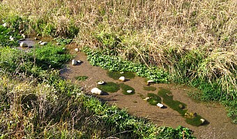 Strukturen nach der Renaturierung