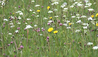 Ansicht eines zu bewertenden, terrestrischen Biotops.