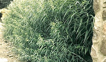 und in begrüntem Zustand, nach Ausschlag der Weiden