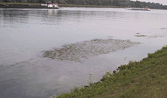 Vorkommen von Potamogeton pectinatus und Potamogeton perfoliatus im Vollrhein